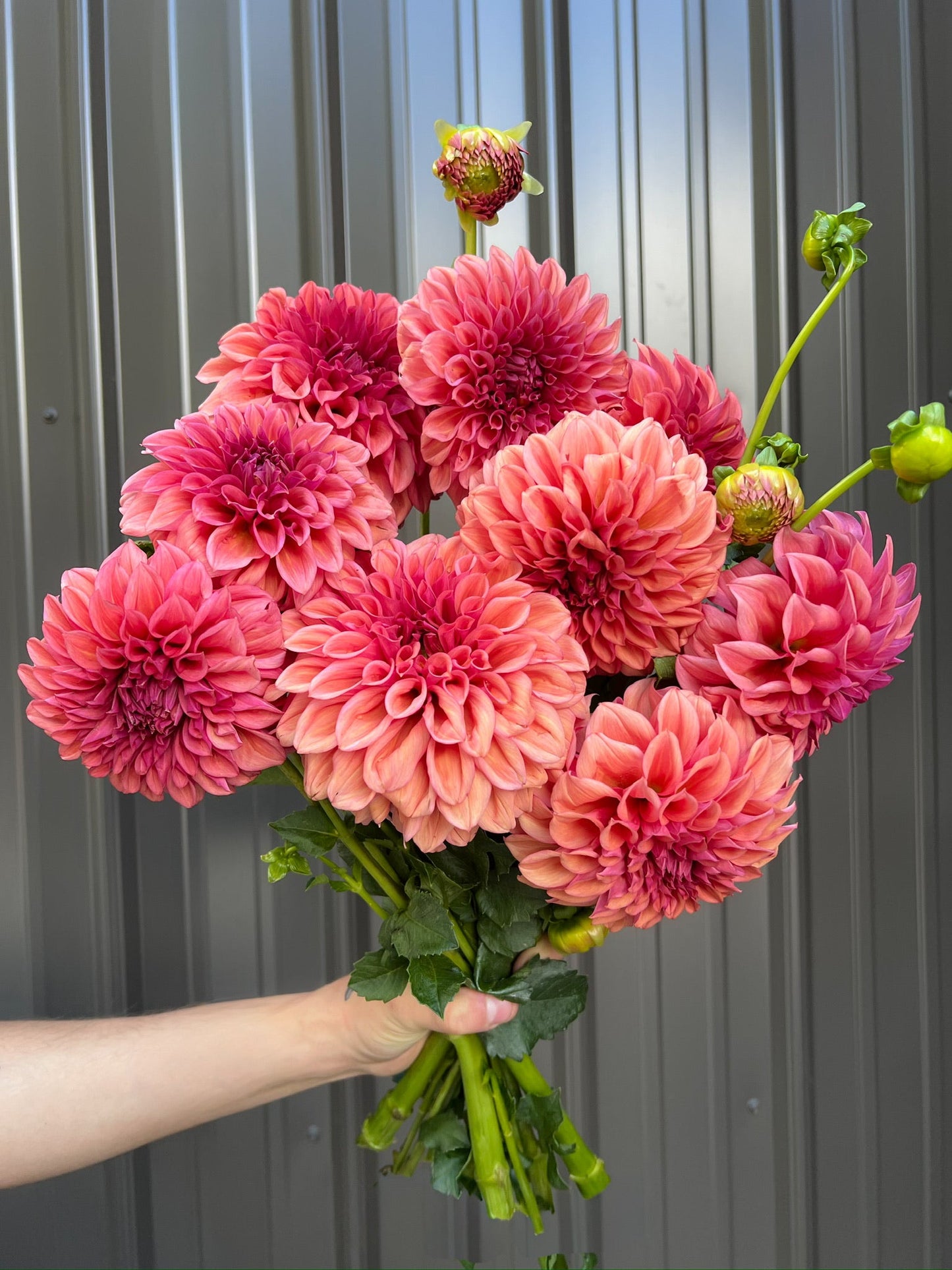 Dahlia Tuber Orange Globe