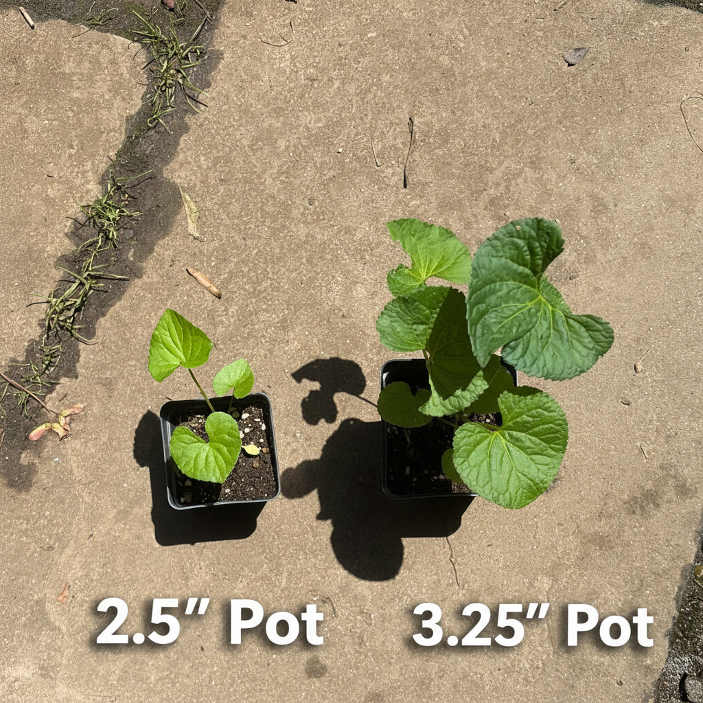Native Purple Violet Live Plant – Viola sororia – Native Shade Groundcover – Zones 3–8
