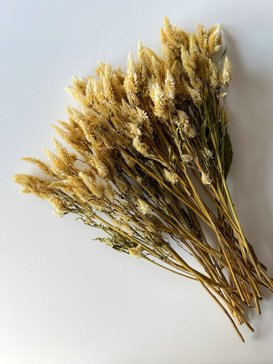 Dried Celosia White Spike
