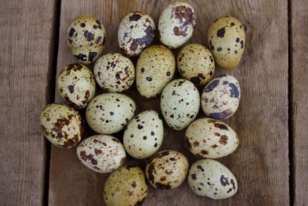 Fertile Coturnix quail hatching eggs from Quailz.com, 12-pack, fresh, carefully sourced for incubation and sustainable egg hatching.