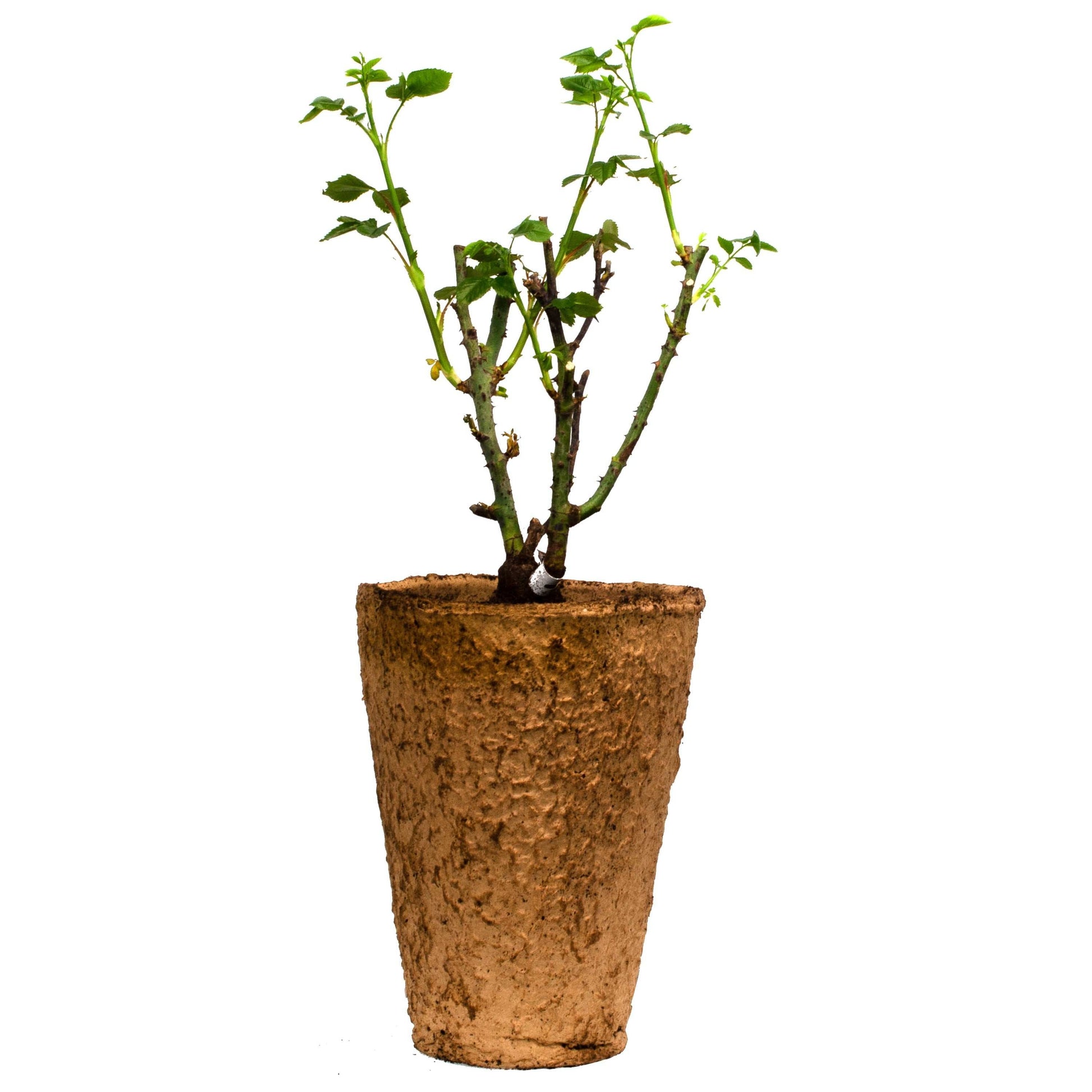 Fresh Garden Living rose plant in 1.5-gallon fiber pot with lush green leaves and blooming pink roses.
