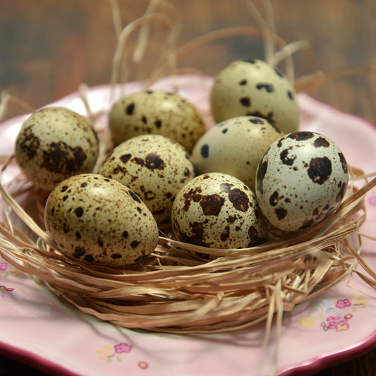Set of 10 cleaned hollow quail eggshells, perfect for crafting and decoration, from Quailz.com by Undique LLC.