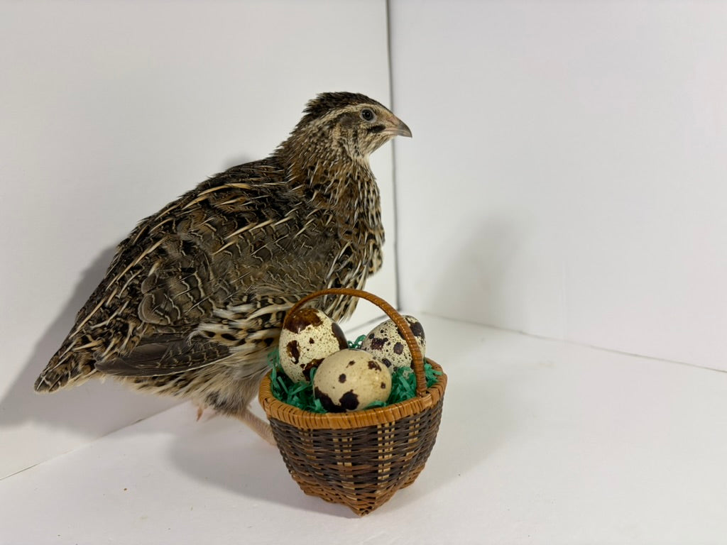 Fertile quail eggs from Quailz.com by Undique LLC arranged in a carton, ready for incubation, showcasing various egg varieties.