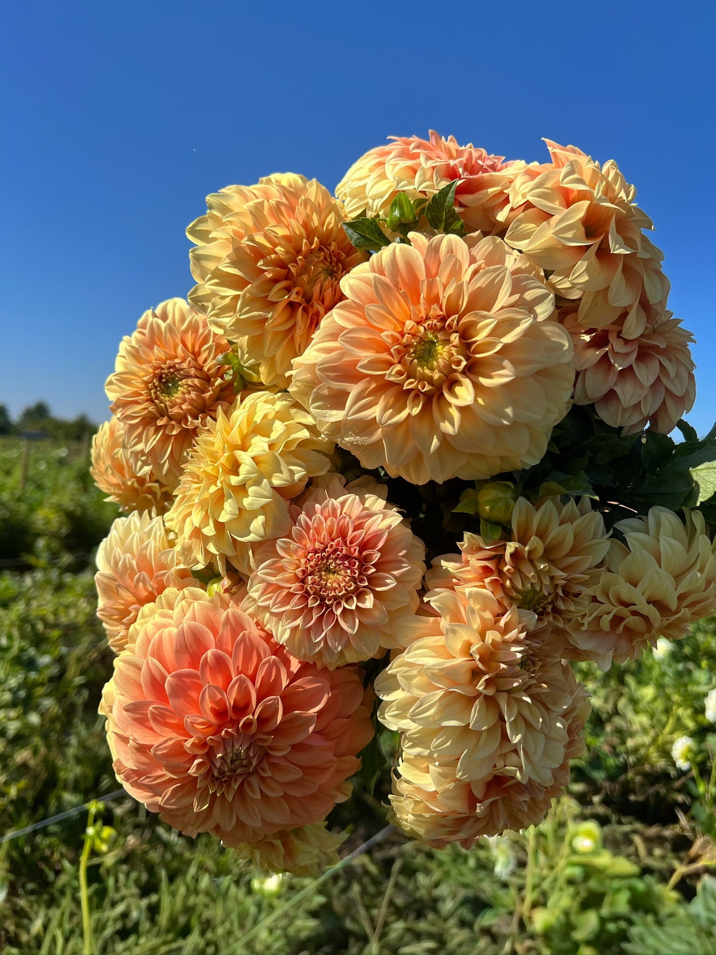 Dahlia Tuber Bracken Palomino