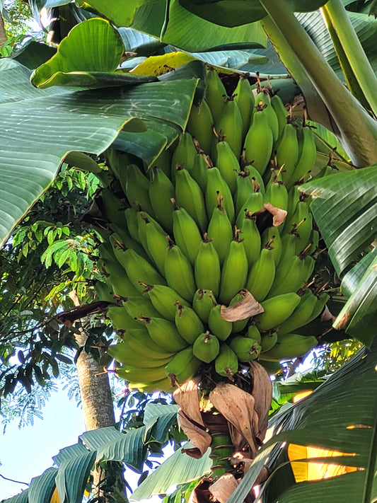 5 PLANTAIN BANANA Musa Balbisiana Hardy Red Flowering Sweet Wild Fruit Tree Seeds - Blessings Grow Meadows -