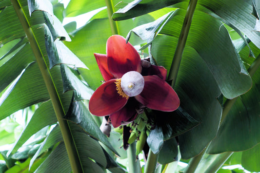 5 PLANTAIN BANANA Musa Balbisiana Hardy Red Flowering Sweet Wild Fruit Tree Seeds - Blessings Grow Meadows -