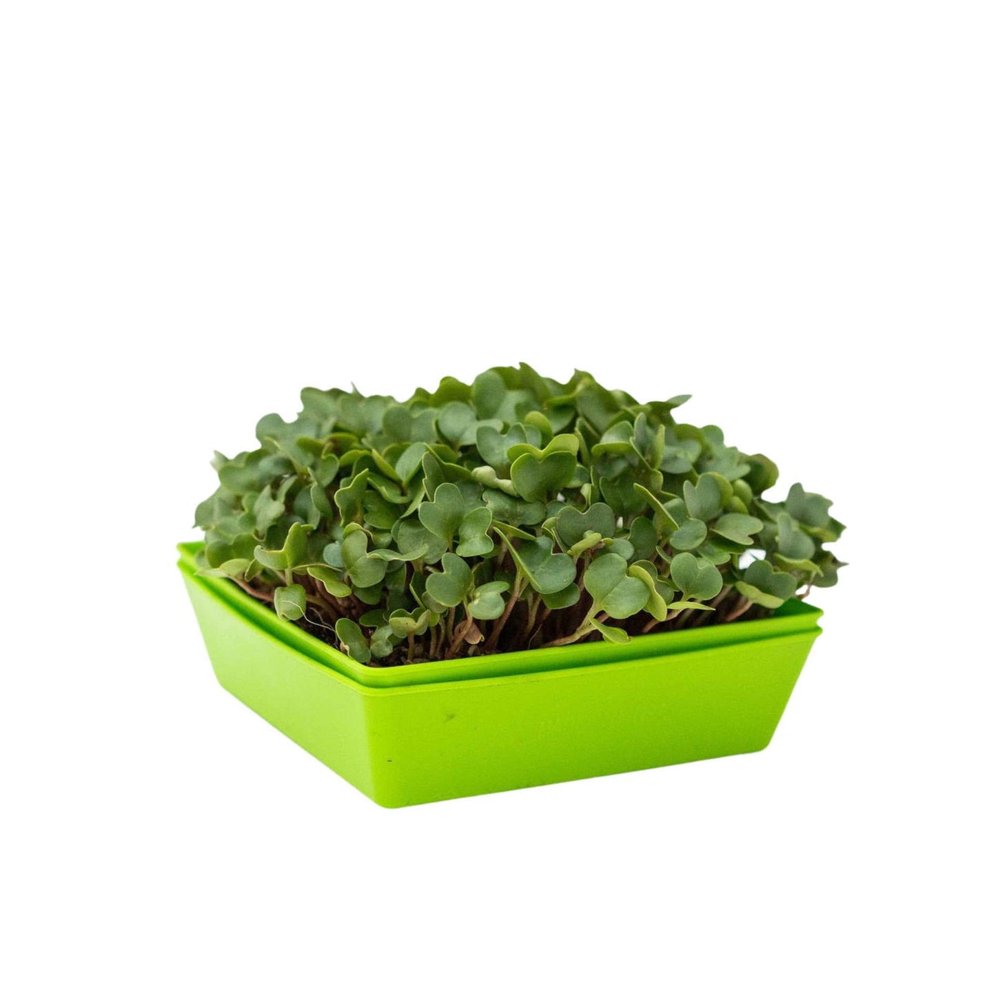 5X5 Shallow Microgreen Trays - Blessings Grow Meadows -