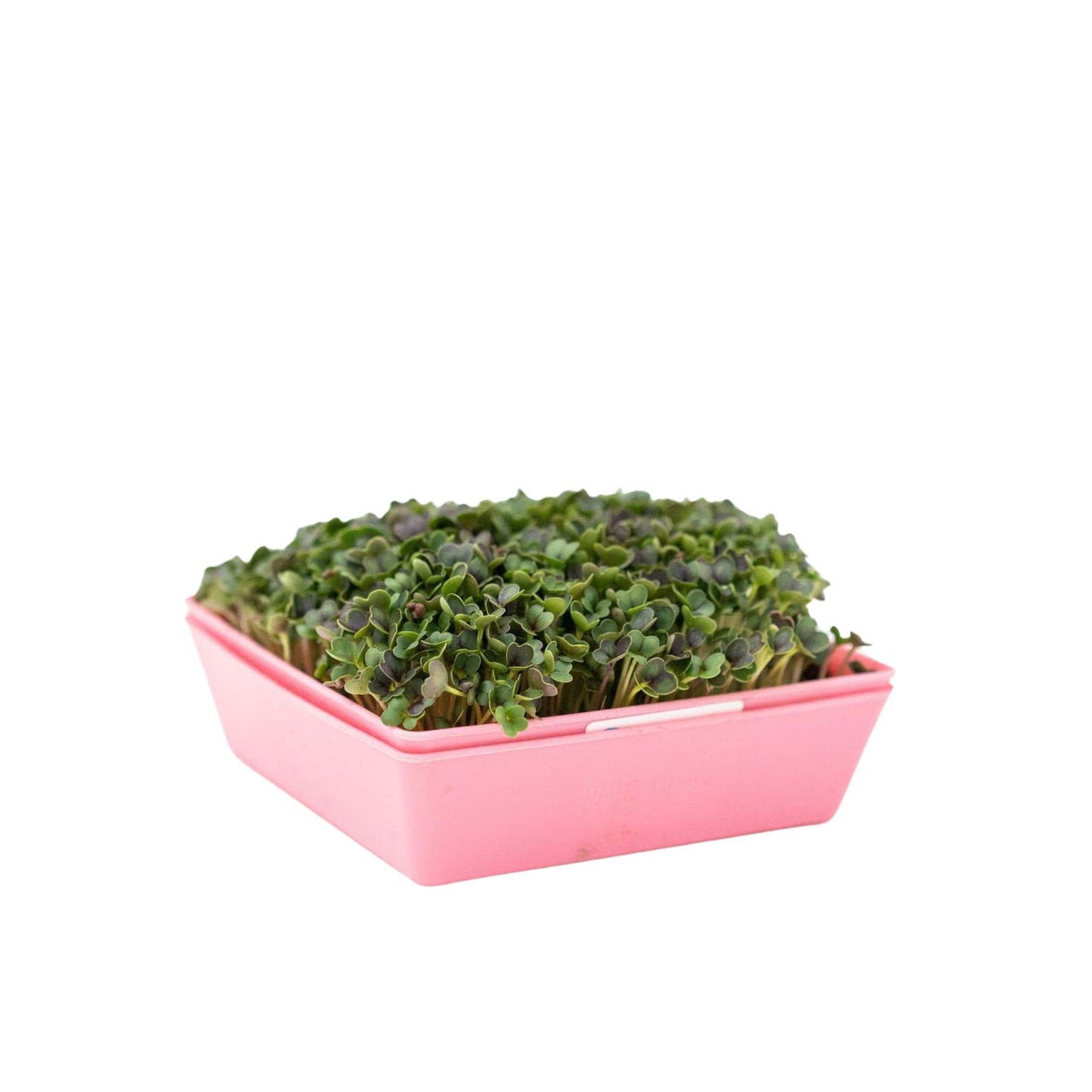 5X5 Shallow Microgreen Trays - Blessings Grow Meadows -