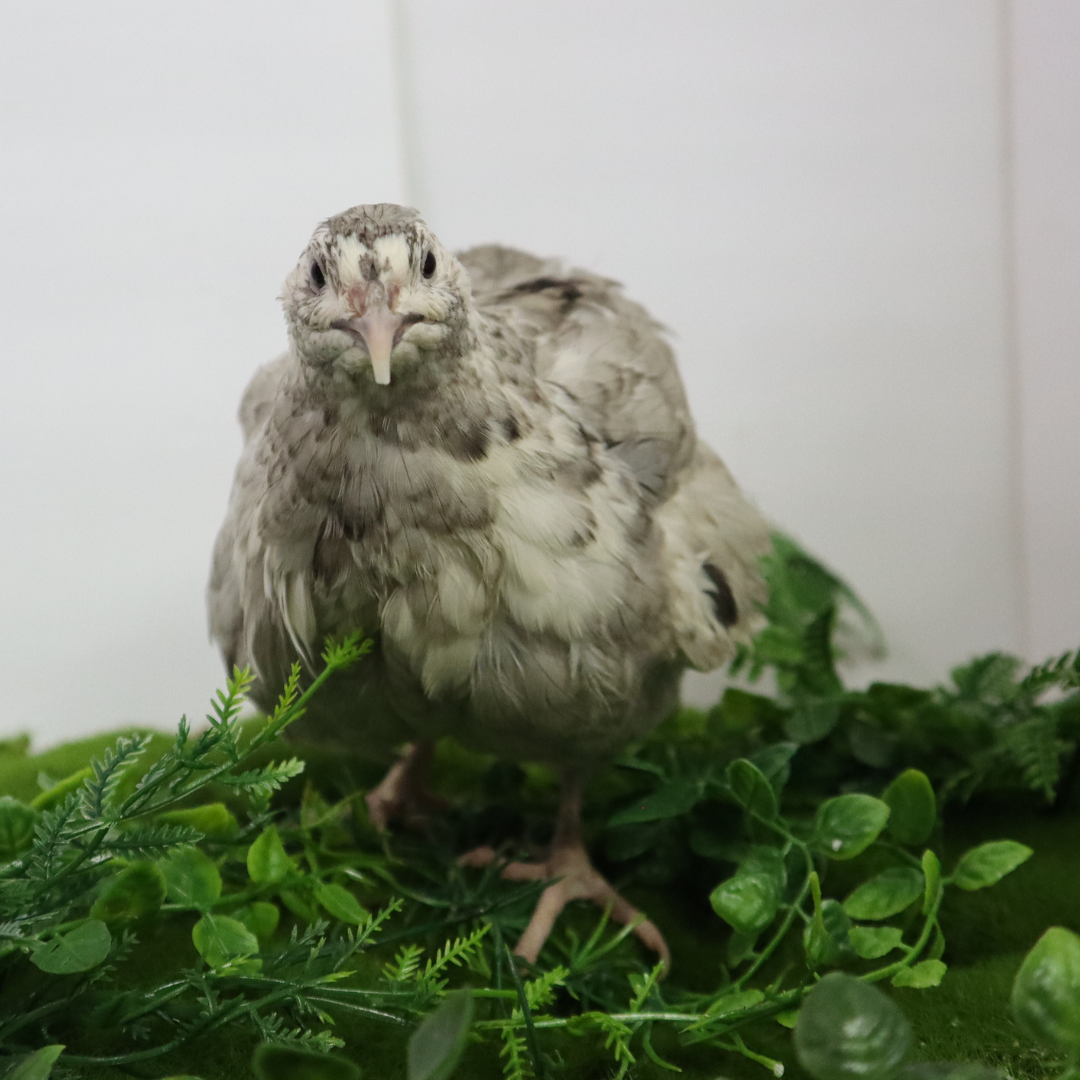 Fertile Andalusian Coturnix Quail hatching eggs from Quailz.com by Undique LLC, showing five clean, well-formed eggs on a neutral background.