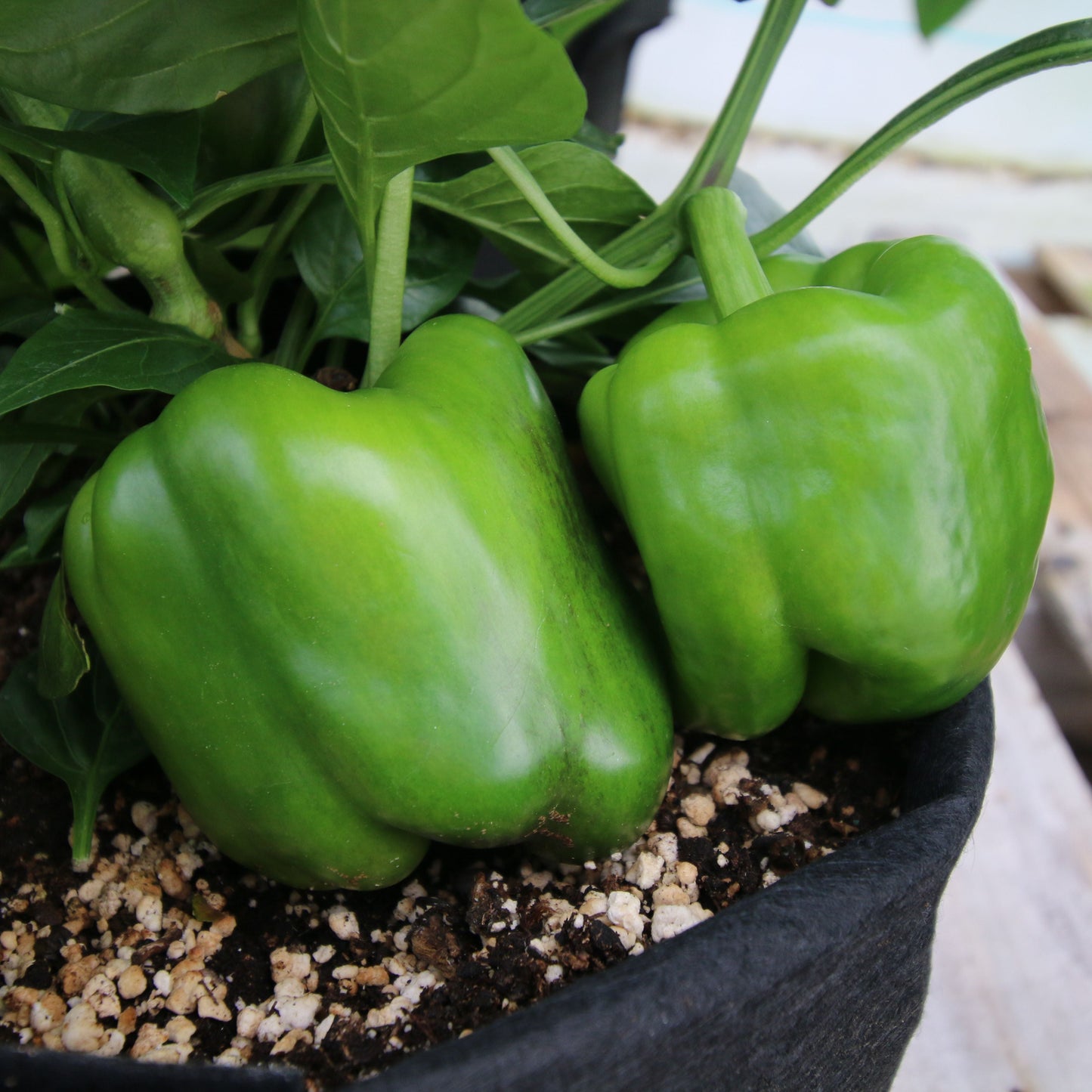 California Wonder Bell Pepper - Blessings Grow Meadows
