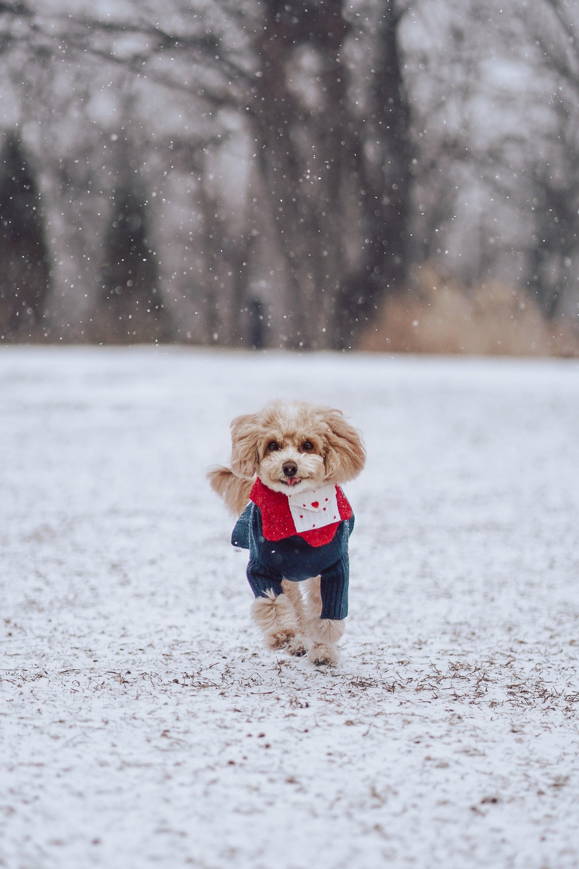 Love Note Reversible Handmade Bandana - BarkBarkBaby ~ Blessings Grow Meadows