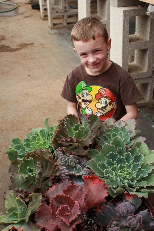 Large 6-inch echeveria succulent hybrid from The Succulent Source, showcasing thick, rosette-shaped leaves in a vibrant green.