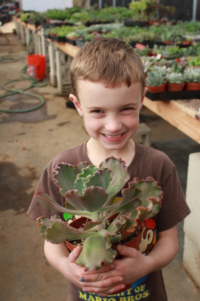 Large 6-inch Echeveria succulent hybrid from The Succulent Source, showcasing rosette-shaped, green and pink fleshy leaves.