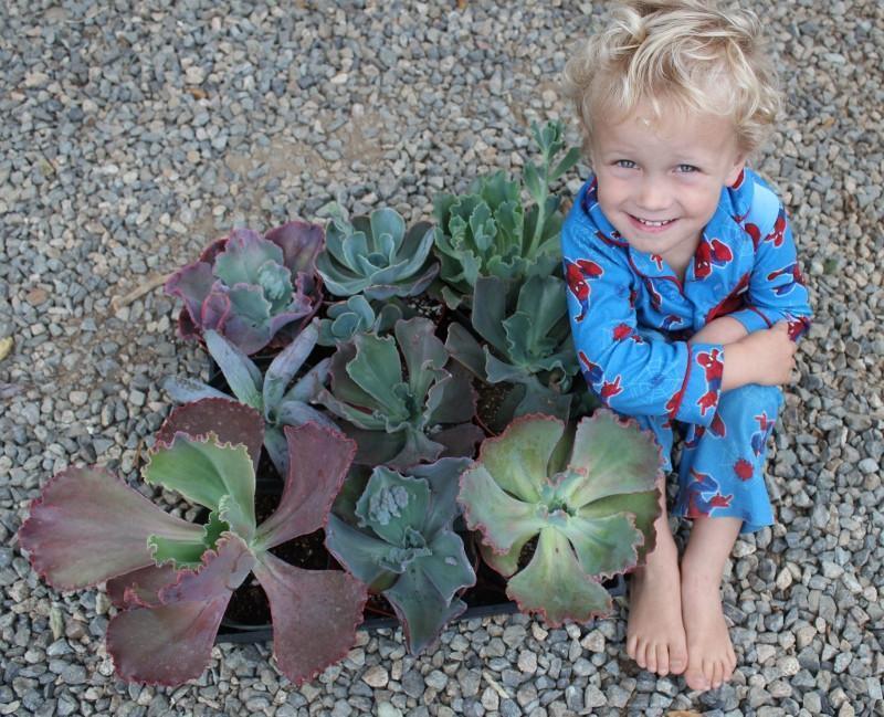 Large 6-inch Echeveria succulent hybrid from The Succulent Source, showcasing thick rosette-shaped gray-green leaves.