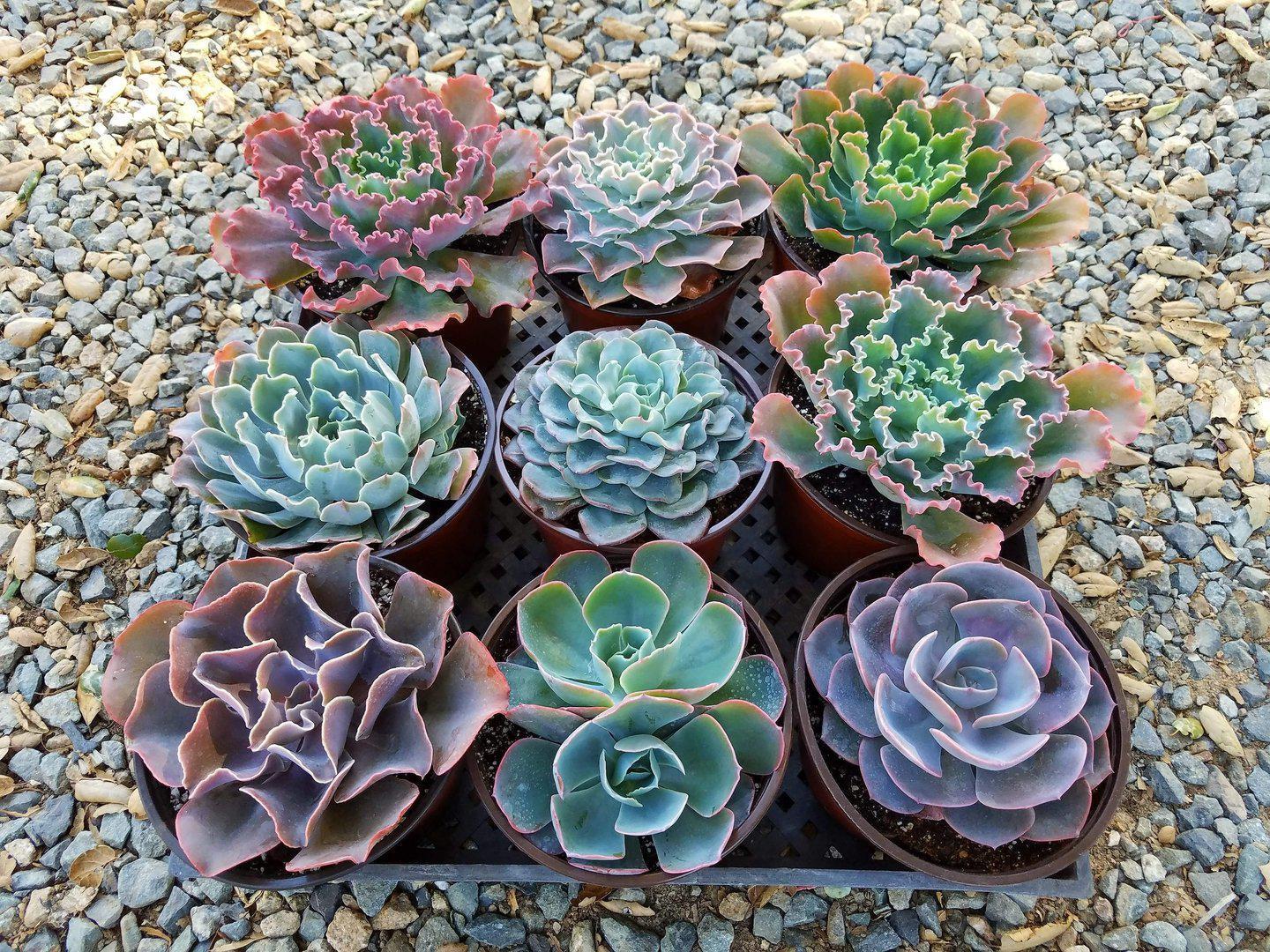 Large 6-inch Echeveria hybrid succulent with rosette-shaped, fleshy leaves, showcasing vibrant green and pink hues.