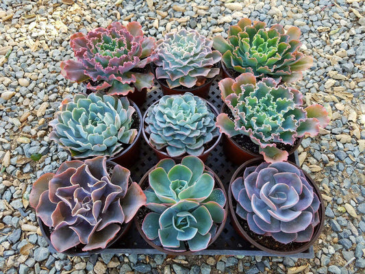 Large 6-inch Echeveria hybrid succulent with rosette-shaped, fleshy leaves, showcasing vibrant green and pink hues.