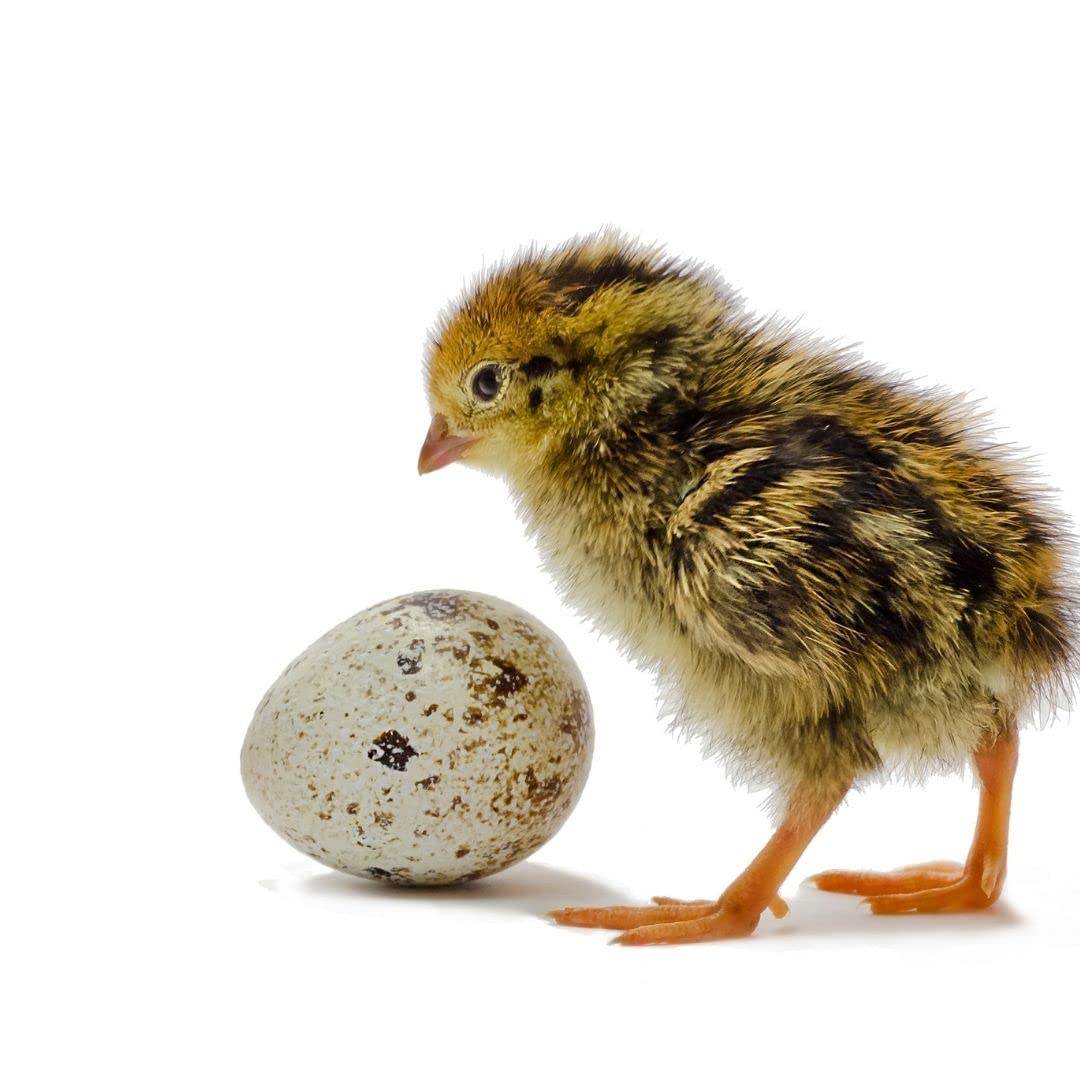 Fertile coturnix quail eggs for hatching, farm fresh, sustainably sourced, arranged in a carton, certified AI & NPIP, from Quailz.com