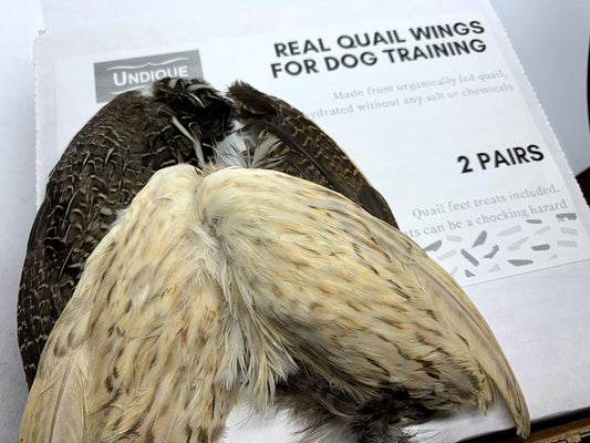 Pair of real quail wings for dog training from Quailz.com by Undique LLC, displayed on a neutral background.