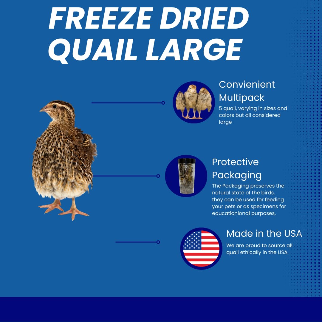 Freeze-dried whole quail for dogs, large size, natural protein treat from Quailz.com by Undique LLC, premium bird dog training treat.