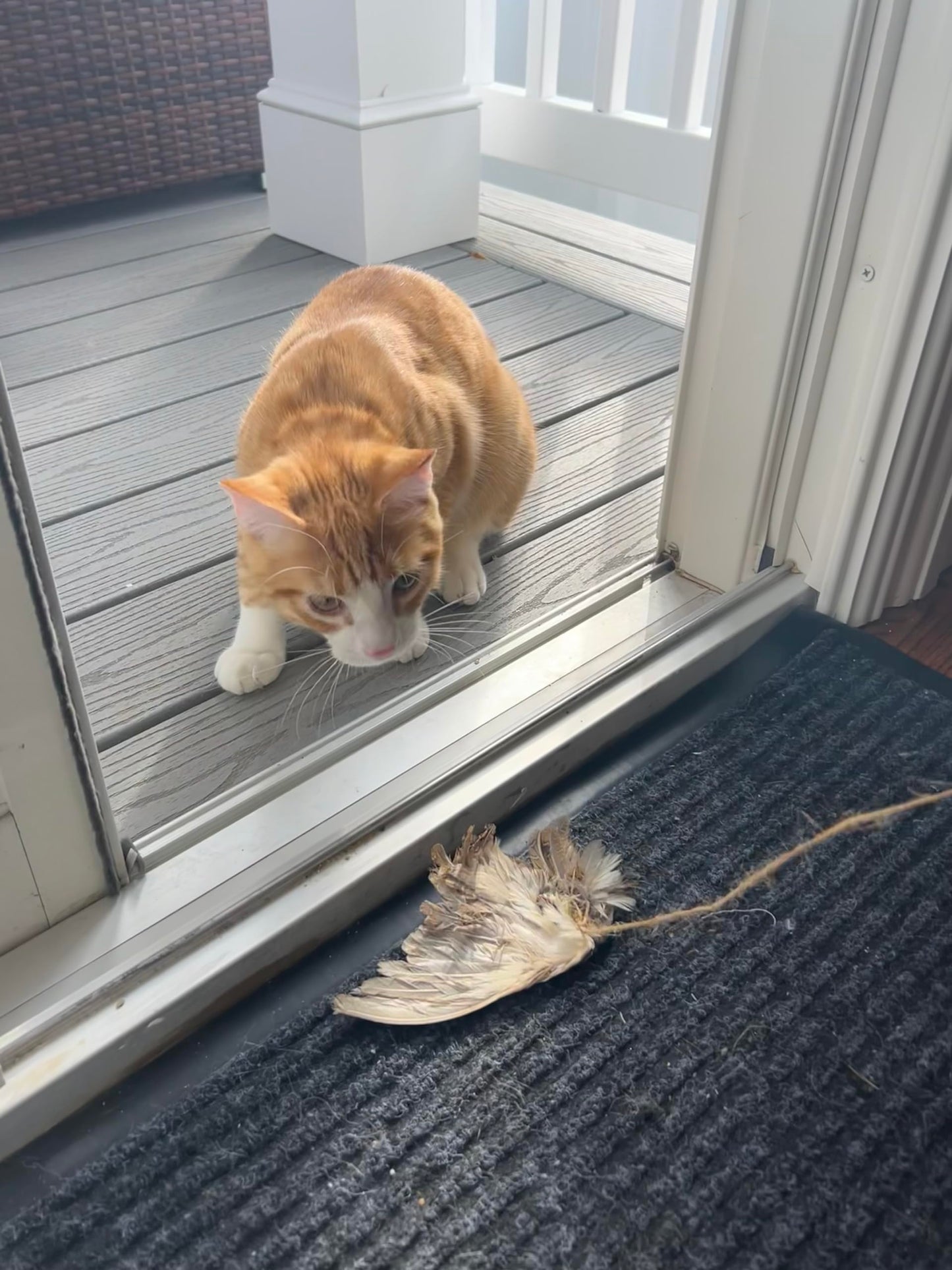 Real bird wing cat toy and dog training accessory, featuring quail scent for interactive play and hunting practice.
