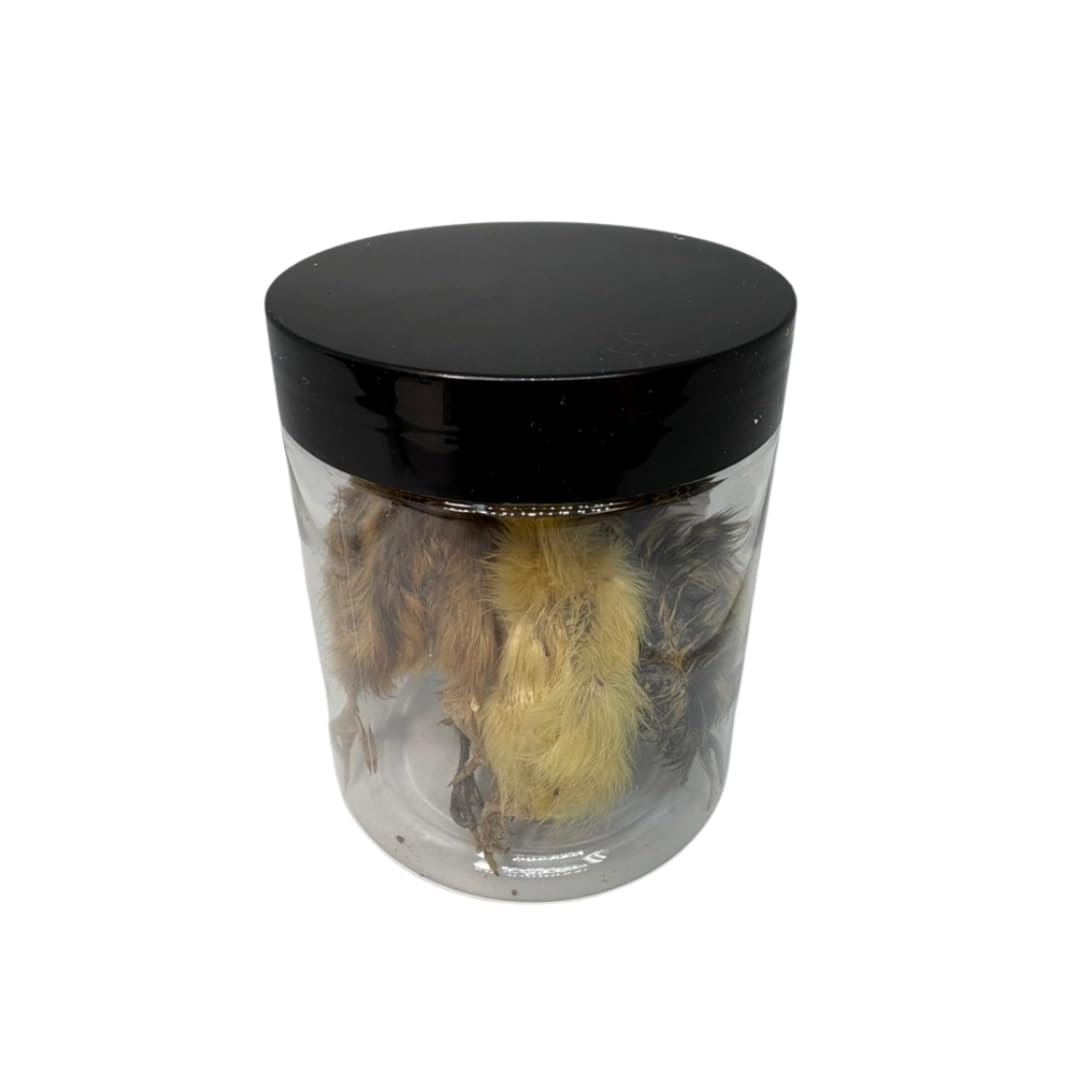 Five medium-sized whole quail chicks from Quailz for carnivore pets, natural prey feeding and high-quality protein source.