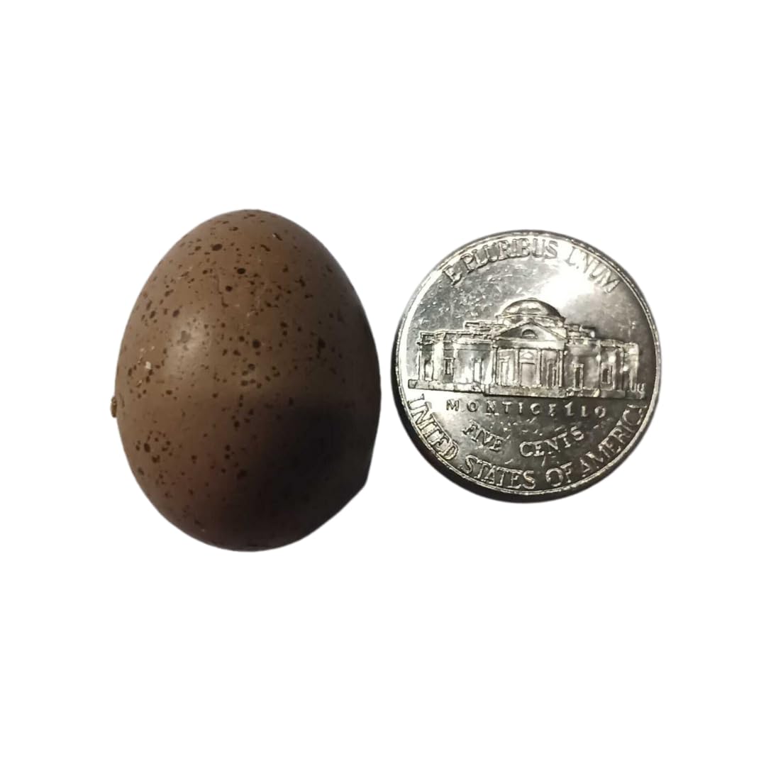 Button quail eggs for hatching, small brown eggs with smooth shells, from Quailz.com by Undique LLC.