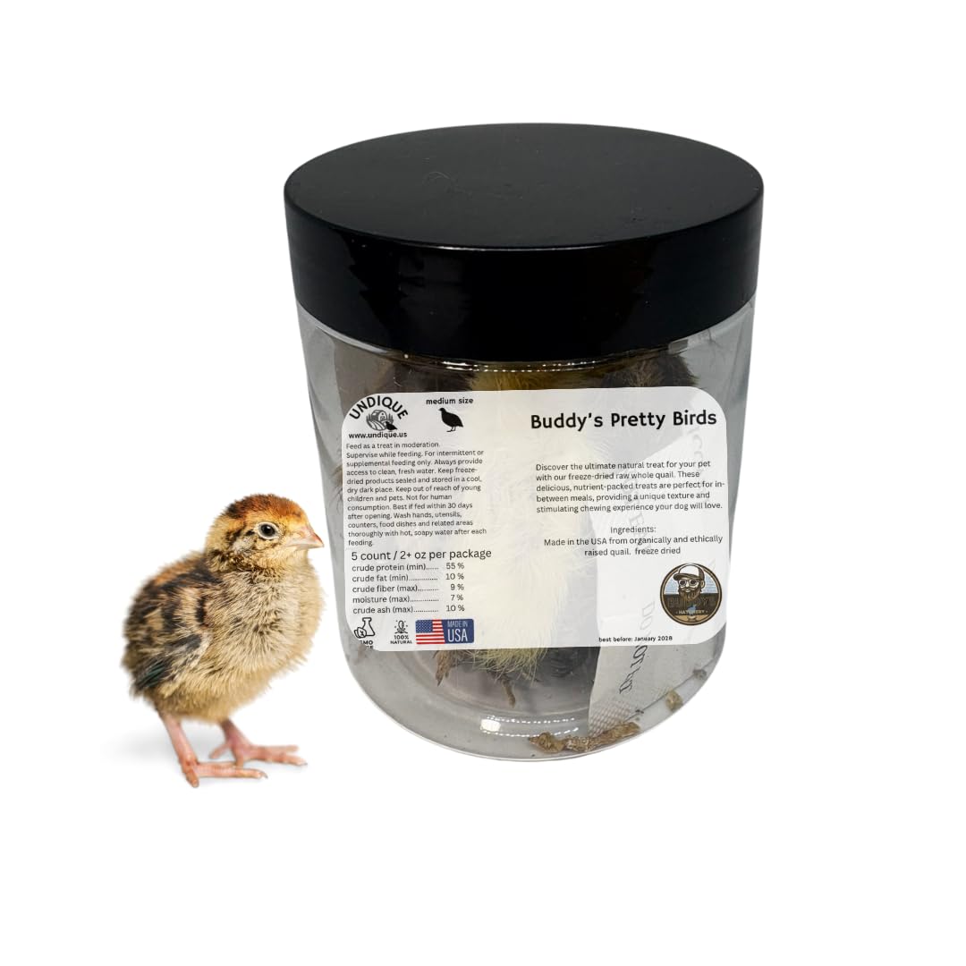 Five medium-sized whole quail chicks for carnivore pets, natural prey feeding, high-quality protein source by Quailz.com.
