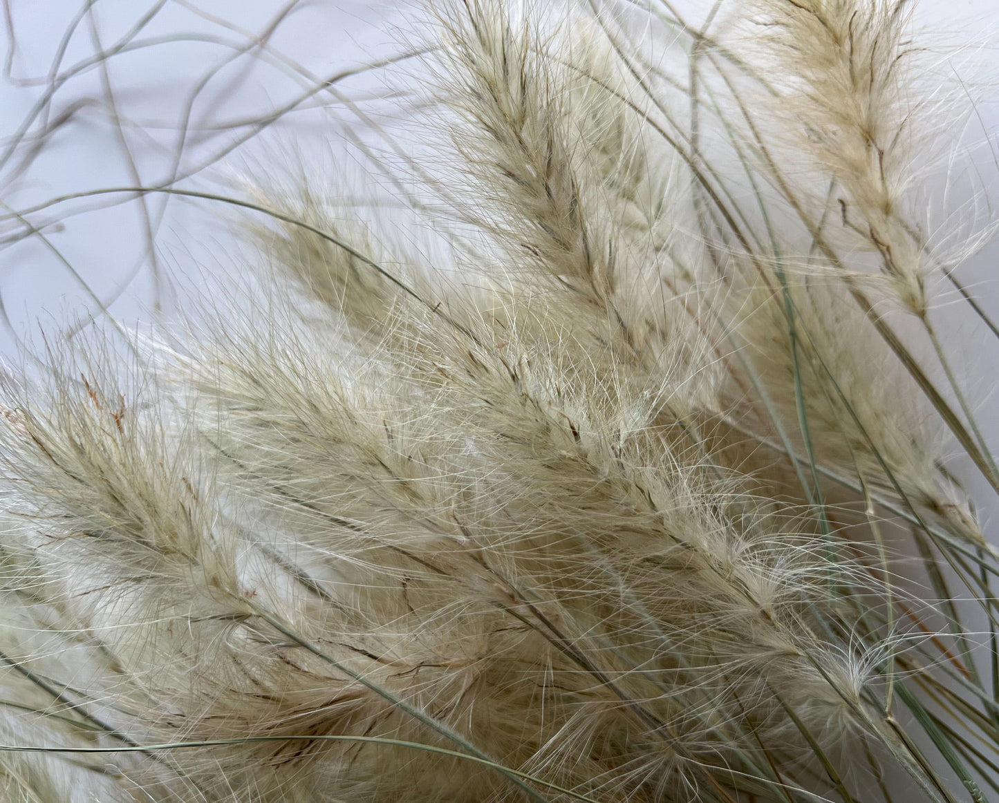 Dried Feathertop Grass