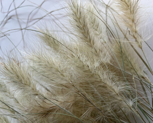 Dried Feathertop Grass