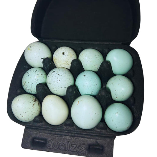 Set of 10 hollowed celadon quail eggs for crafts, featuring natural eggshells with a smooth, pale green glaze finish.