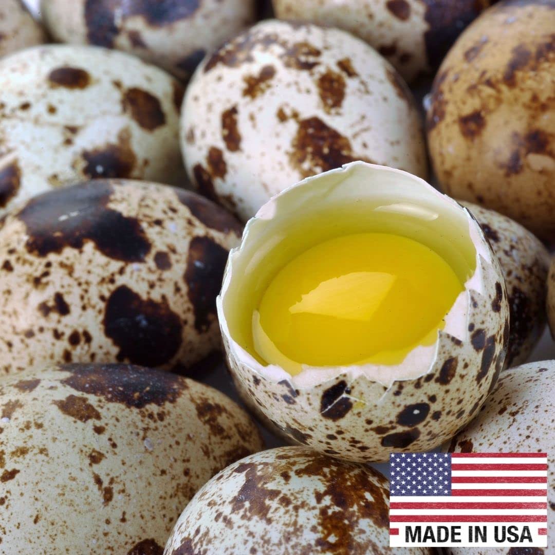 36 Quail Eggs for Hatching - Fertile Coturnix Selection Hens Choice, AI & NPIP Certified, Sustainably Sourced from Family-Run Farms, Farm Fresh Delivery with Minimal Breakage - Quailz.com by Undique LLC ~ Blessings Grow Meadows