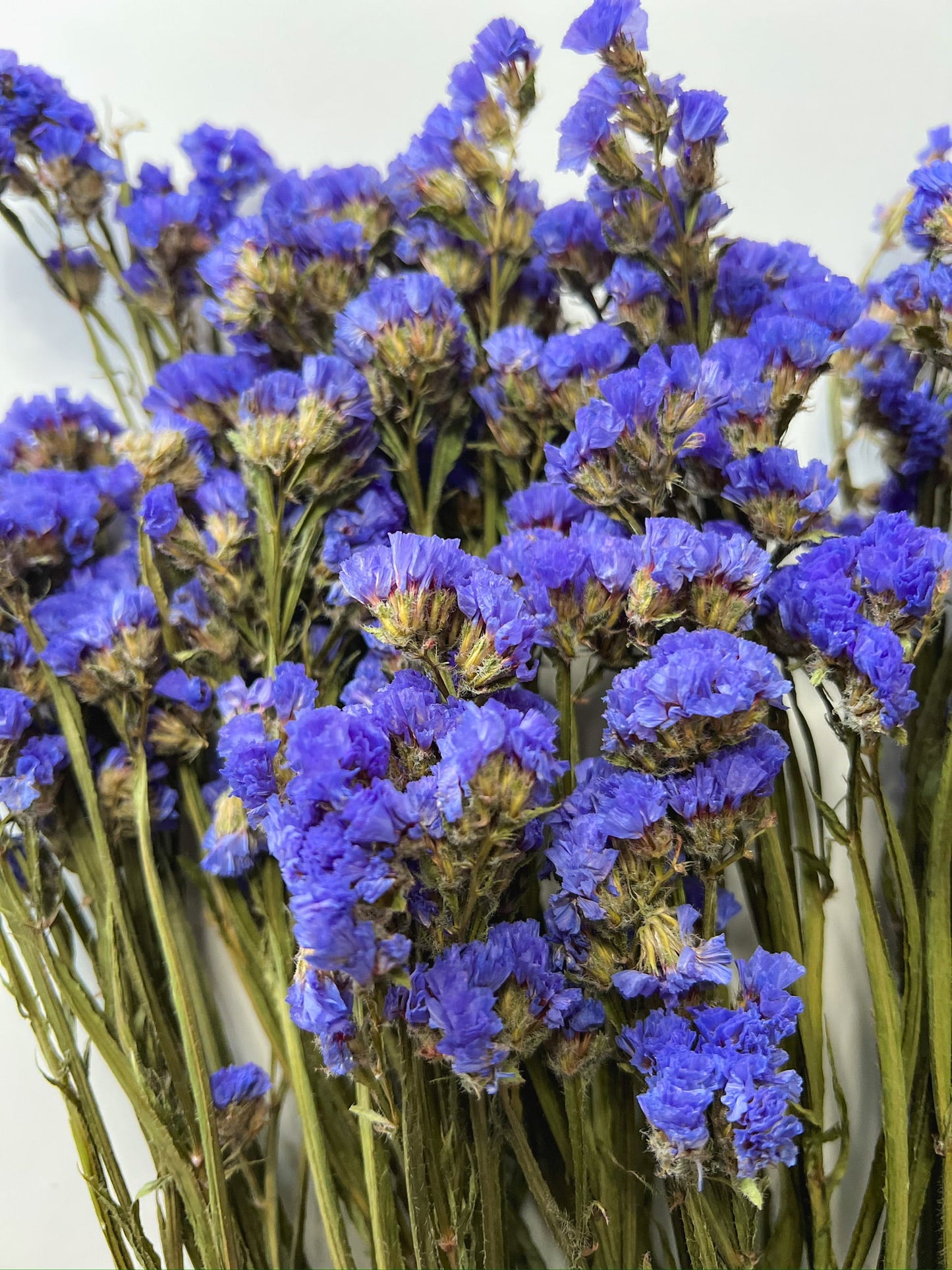 Blue dried Statice flowers from Sunny Meadows Flower Farm, showcasing vibrant, delicate blooms ideal for floral arrangements.
