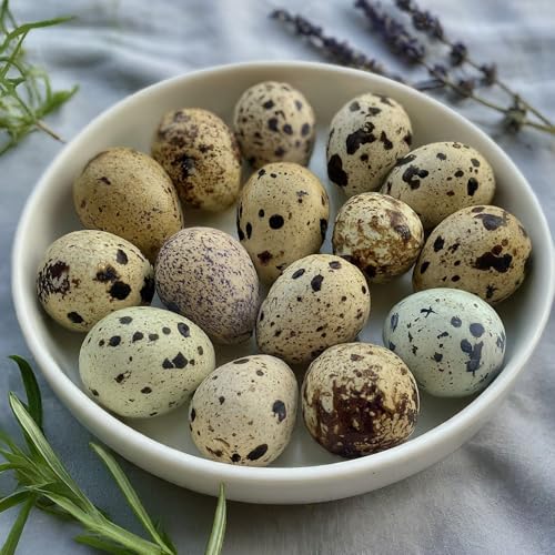 Fertile Coturnix quail hatching eggs in a carton, sourced for incubation from family farms, by Quailz.com.