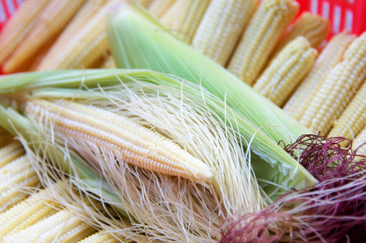 75 Japanese WHITE HULLESS POPCORN or Baby Corn Zea Mays Heirloom Vegetable Seeds - Blessings Grow Meadows -