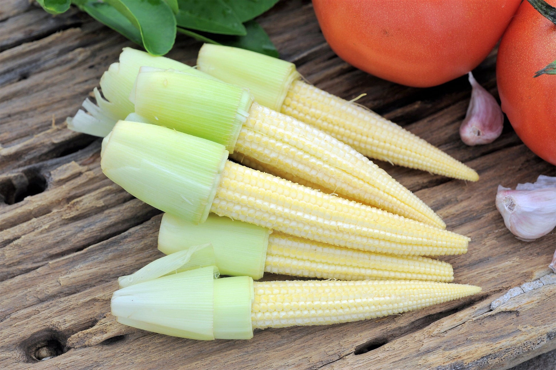 75 Japanese WHITE HULLESS POPCORN or Baby Corn Zea Mays Heirloom Vegetable Seeds - Blessings Grow Meadows -