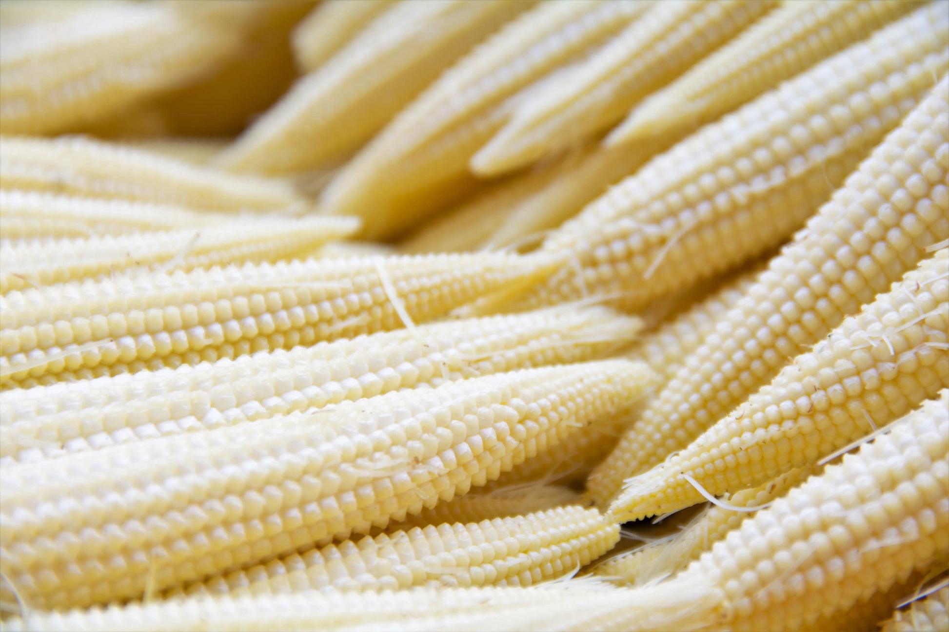 75 Japanese WHITE HULLESS POPCORN or Baby Corn Zea Mays Heirloom Vegetable Seeds - Blessings Grow Meadows -