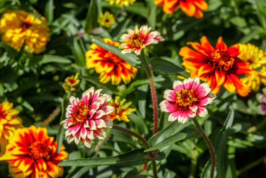 75 Mixed Colors PERSIAN CARPET ZINNIA Zinnia Haageana Flower Seeds - Blessings Grow Meadows -