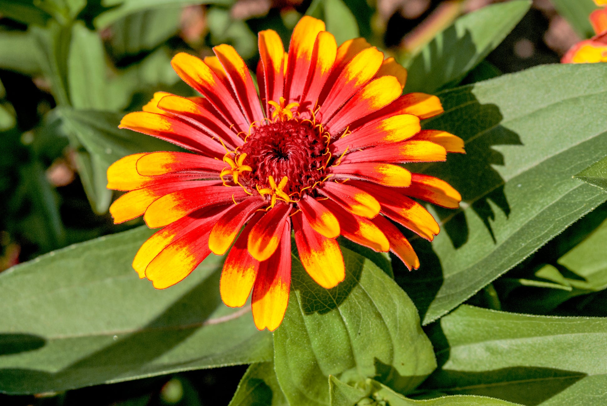 75 Mixed Colors PERSIAN CARPET ZINNIA Zinnia Haageana Flower Seeds - Blessings Grow Meadows -