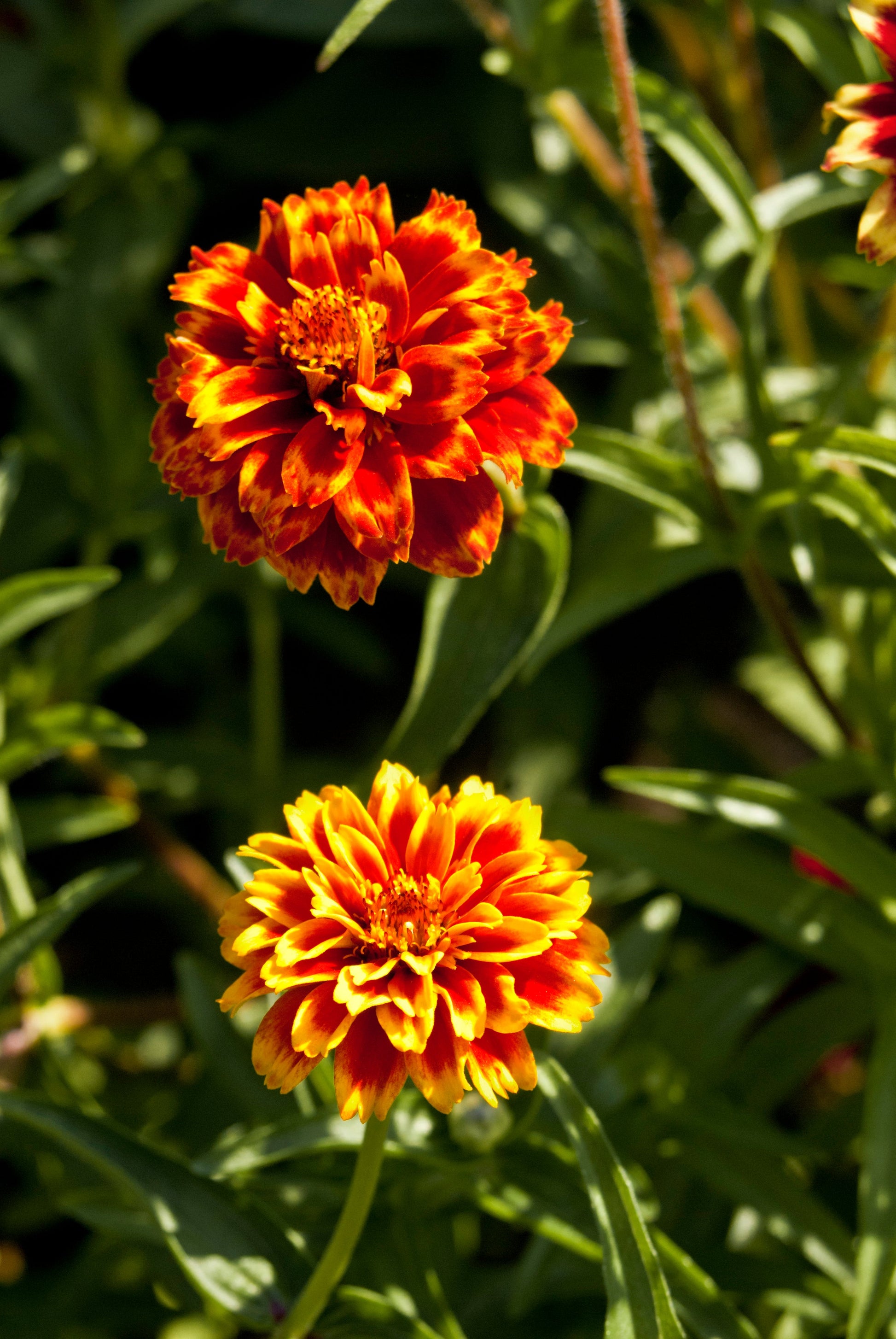 75 Mixed Colors PERSIAN CARPET ZINNIA Zinnia Haageana Flower Seeds - Blessings Grow Meadows -