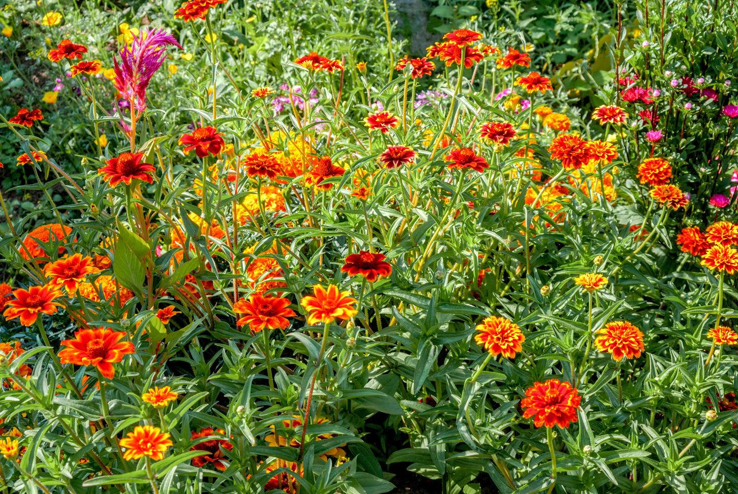 75 Mixed Colors PERSIAN CARPET ZINNIA Zinnia Haageana Flower Seeds - Blessings Grow Meadows -