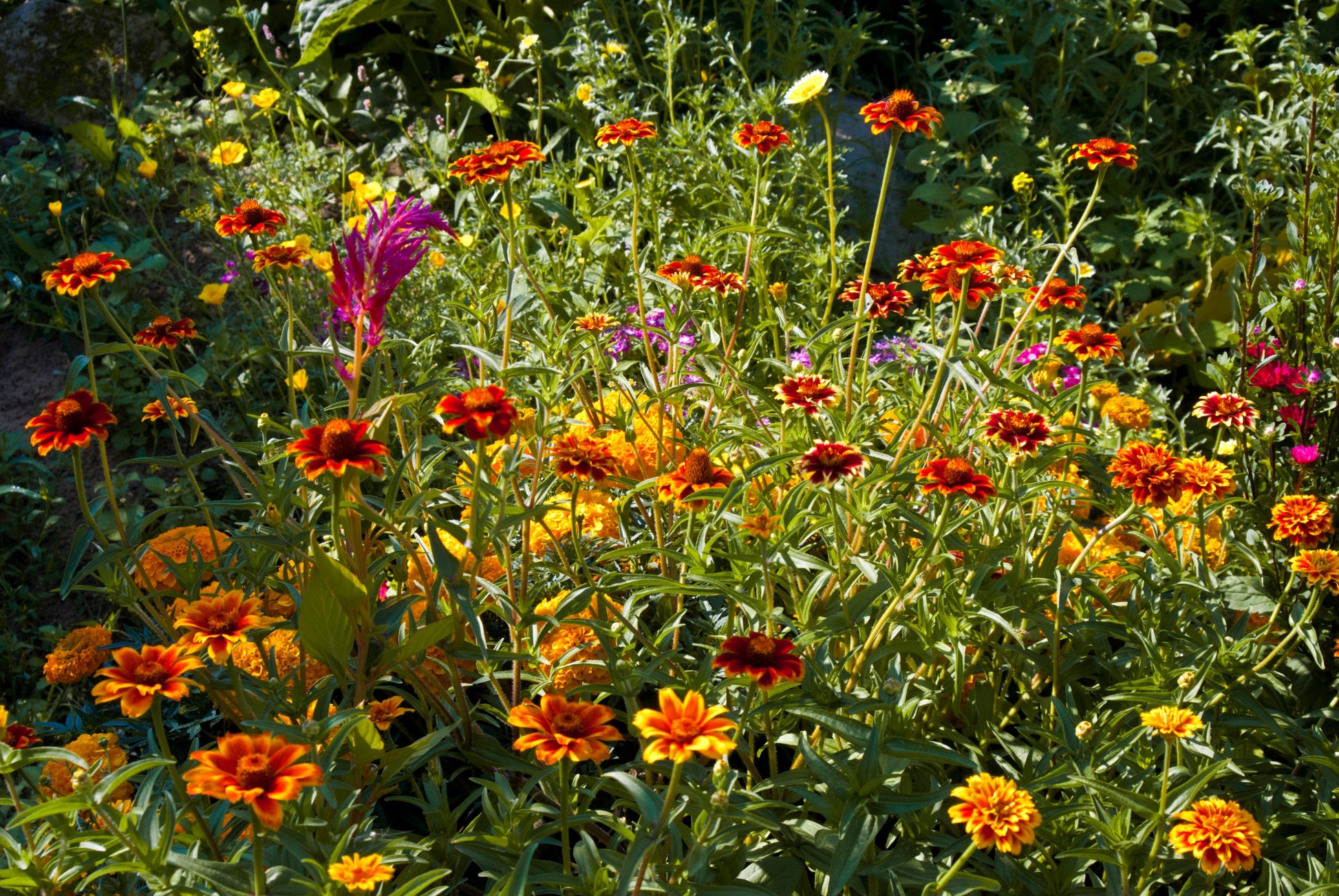 75 Mixed Colors PERSIAN CARPET ZINNIA Zinnia Haageana Flower Seeds - Blessings Grow Meadows -
