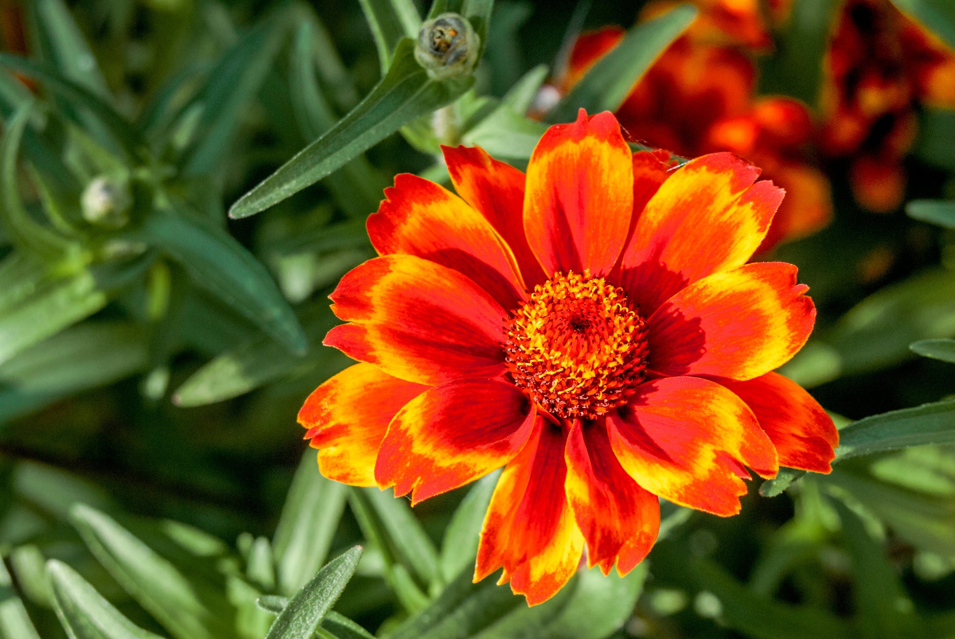 75 Mixed Colors PERSIAN CARPET ZINNIA Zinnia Haageana Flower Seeds - Blessings Grow Meadows -