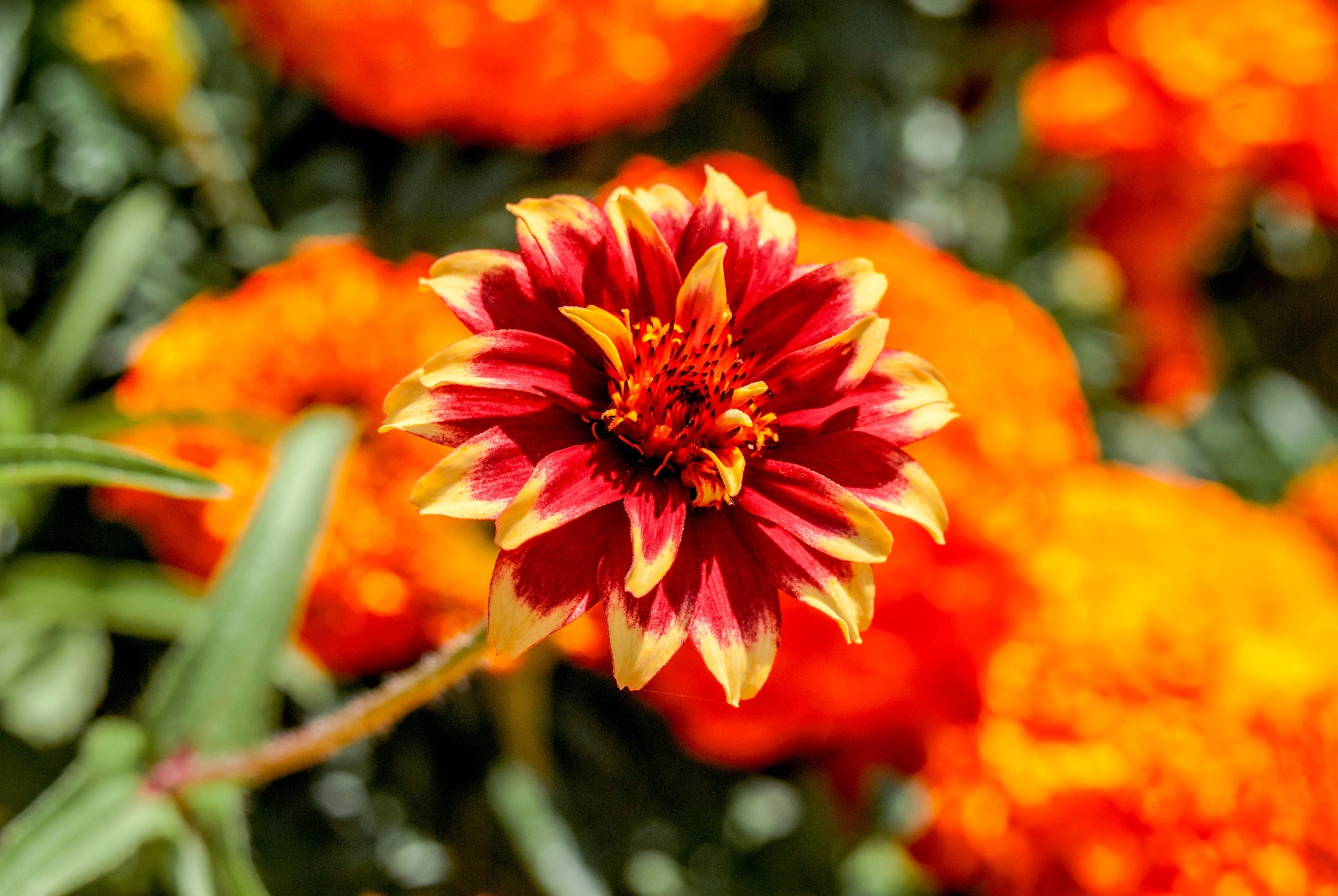 75 Mixed Colors PERSIAN CARPET ZINNIA Zinnia Haageana Flower Seeds - Blessings Grow Meadows -