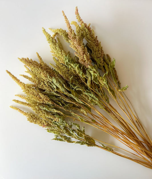 Dried amaranth pistachio SMFF flowers from Sunny Meadows Flower Farm, showcasing vibrant green and purple dried flower blooms.