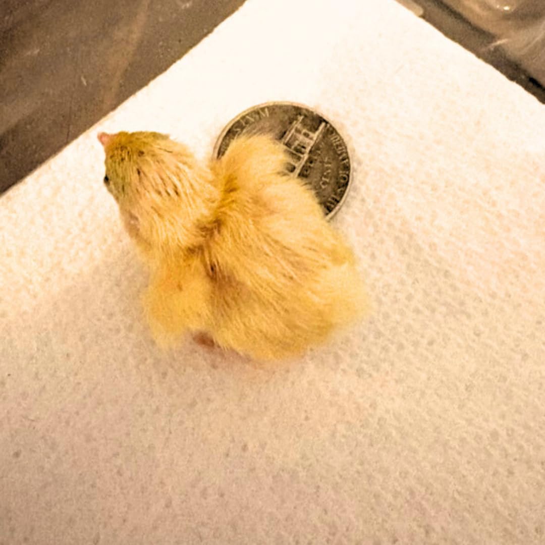 Button quail eggs for hatching, delivered by Quailz.com, showing smooth, small eggs ideal for incubation and breeding.