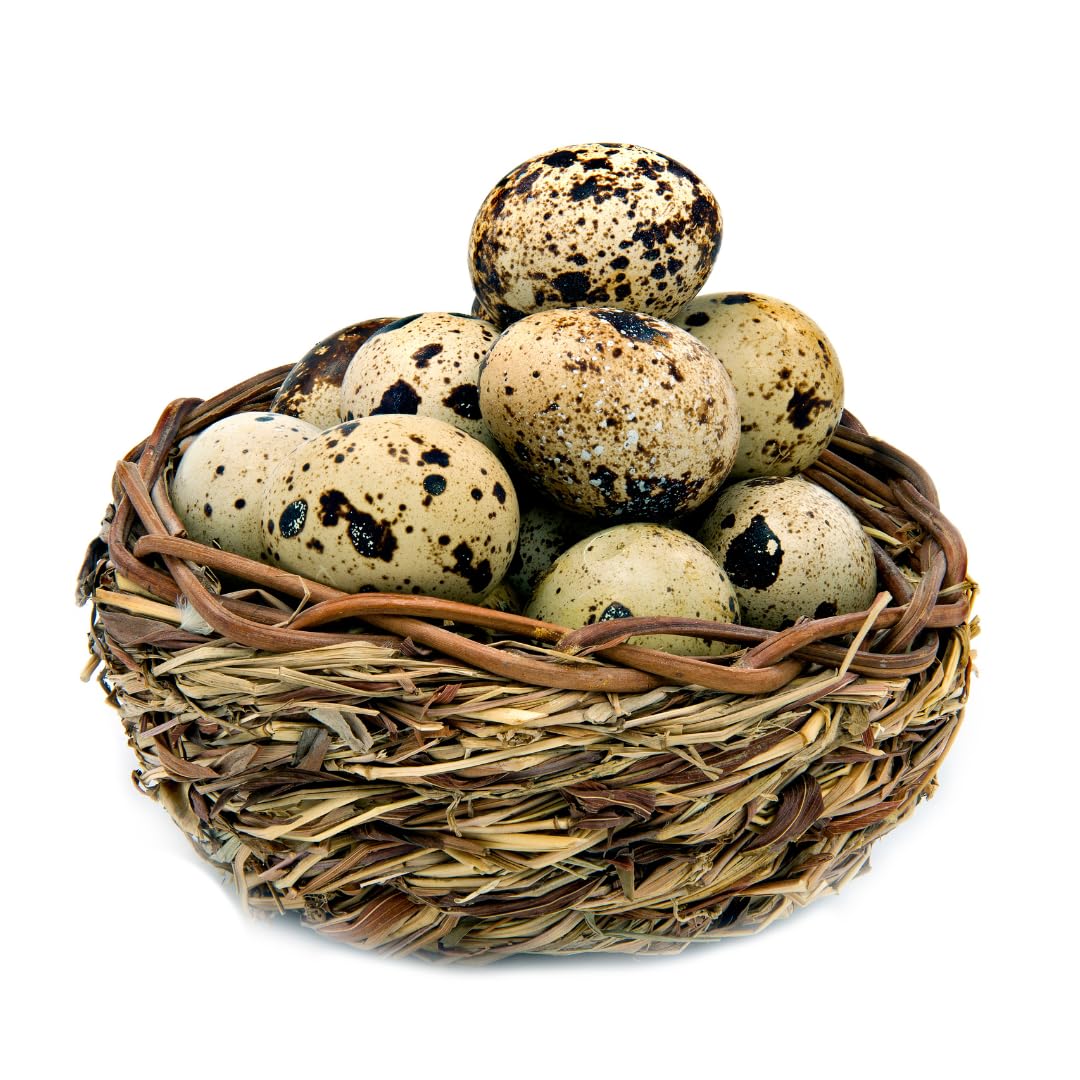 Fresh quail eggs laid in the US, small eggs with speckled shells, displayed in a basket on a rustic wooden surface.