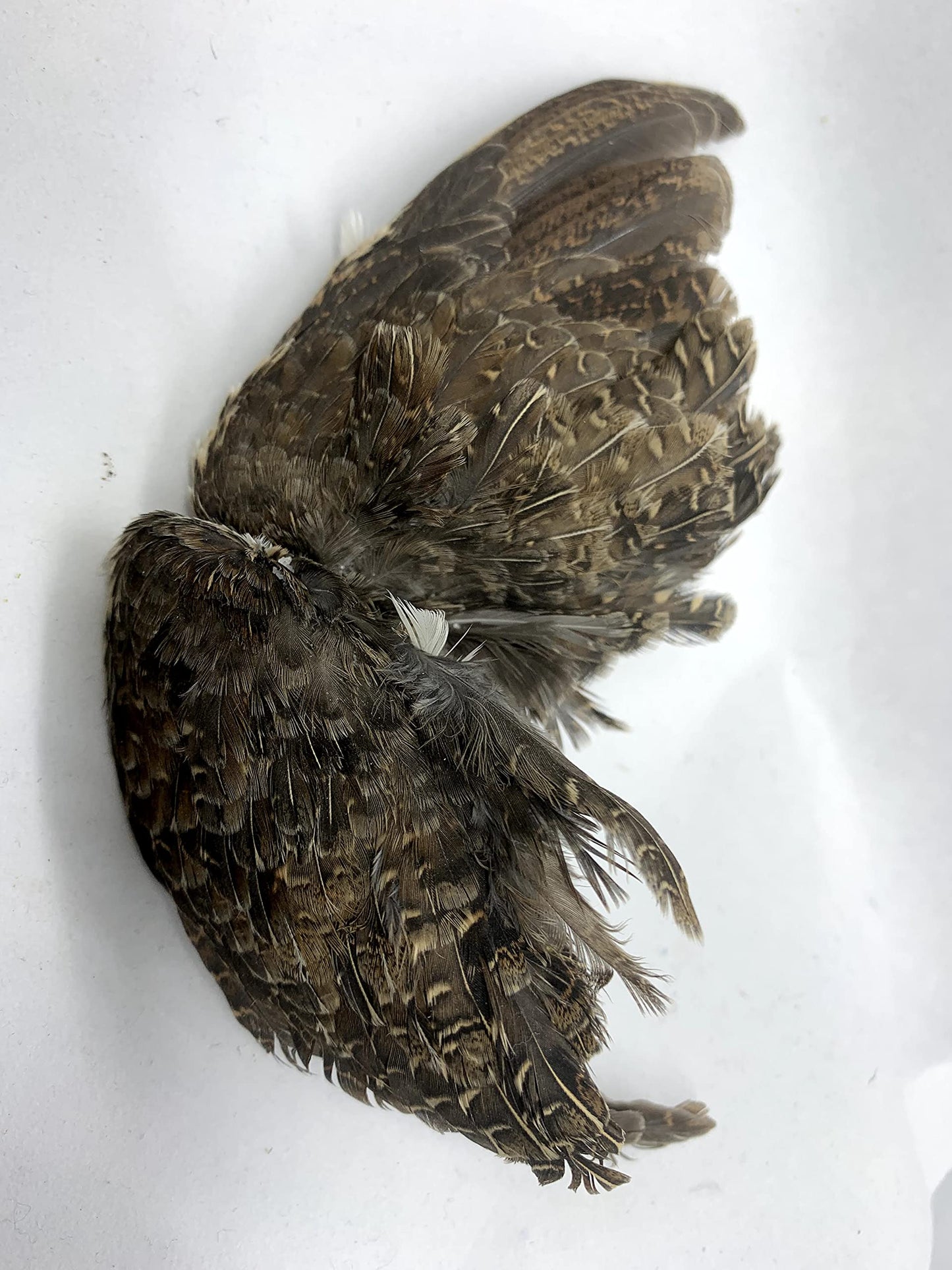 Pair of premium quail wings for dog training, authentic bird scent from US farms, ideal for scent and hunting training.