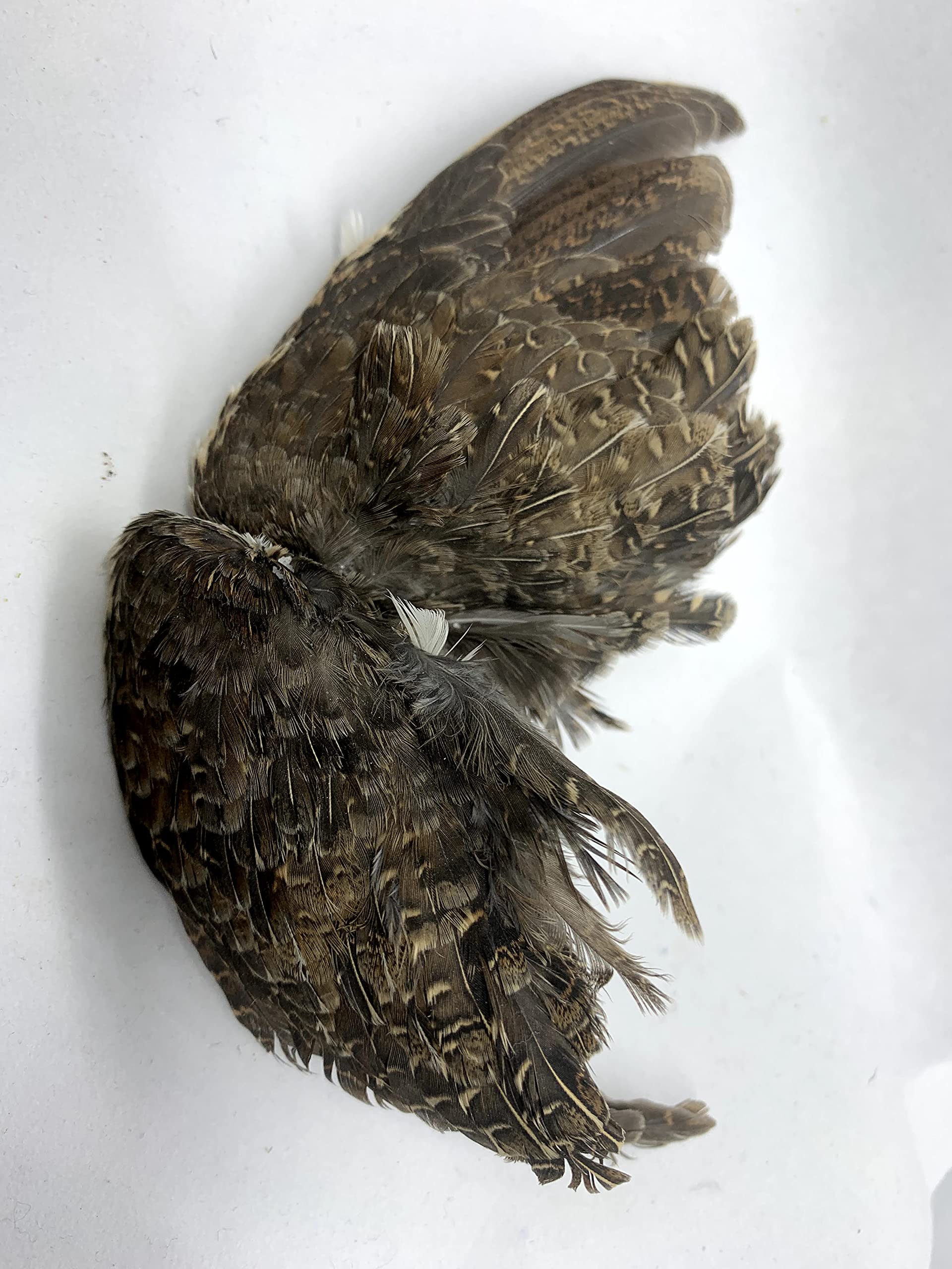 Pair of premium quail wings for dog training, authentic bird scent from US farms, ideal for scent and hunting training.
