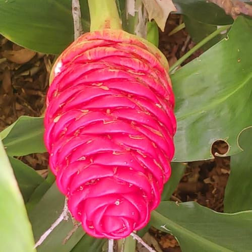 Hawaiian Awapuhi Shampoo Ginger plant rhizomes starter kit with two rhizomes for cultivating garden Awapuhi ginger plant.