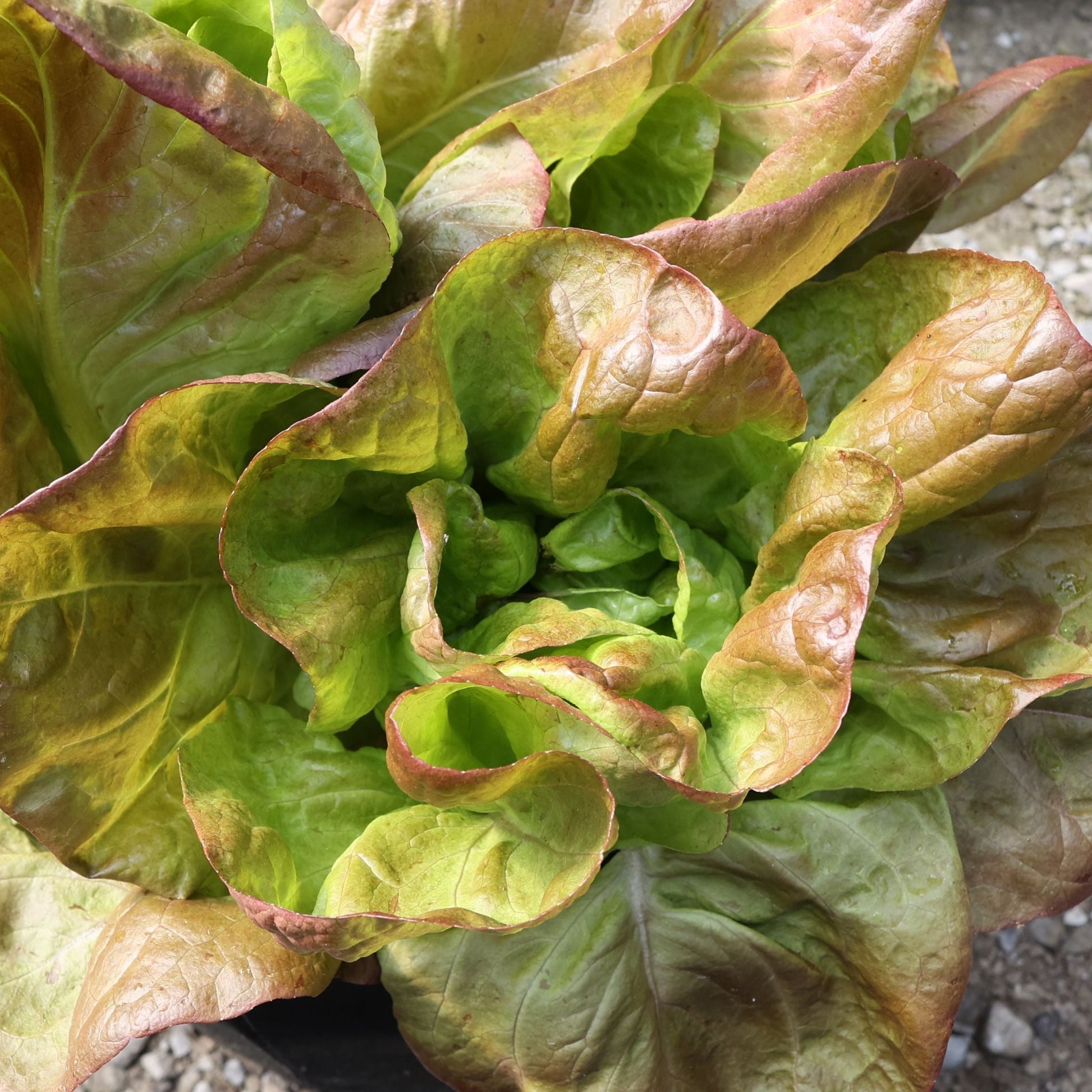 Marvel of 4 Seasons Lettuce - Blessings Grow Meadows